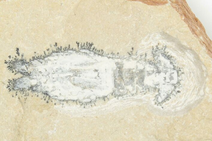 Slipper Lobster (Acanthophoenicides) Fossil - Lebanon #201363